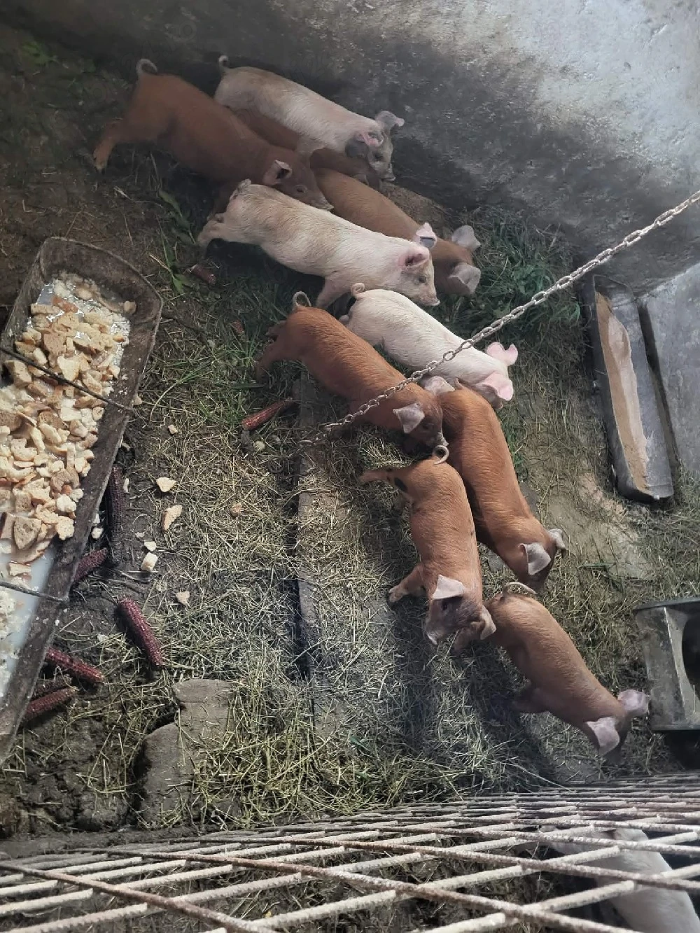 purcei întarcati