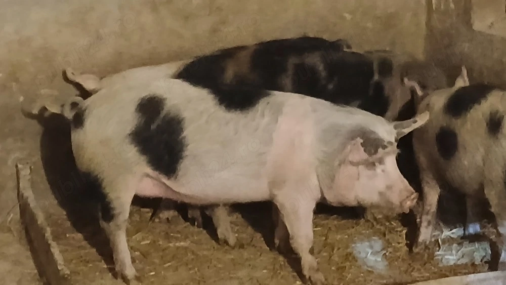 soldani porci 70-80 kg