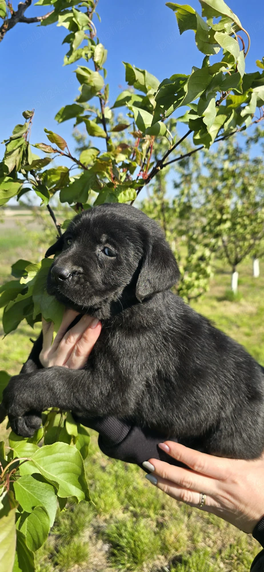 Femela Labrador 