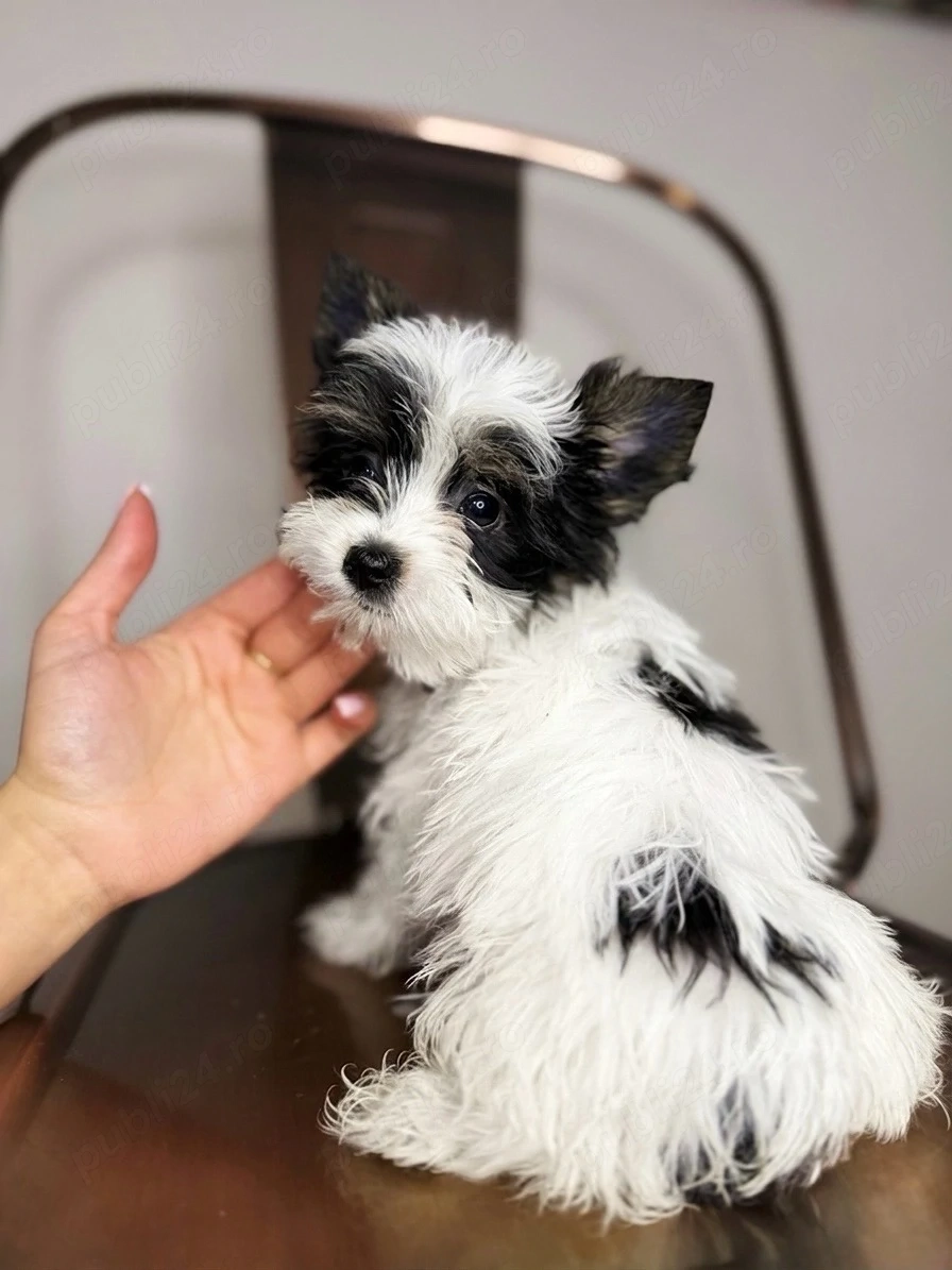 yorkshire terrier cu pedigree