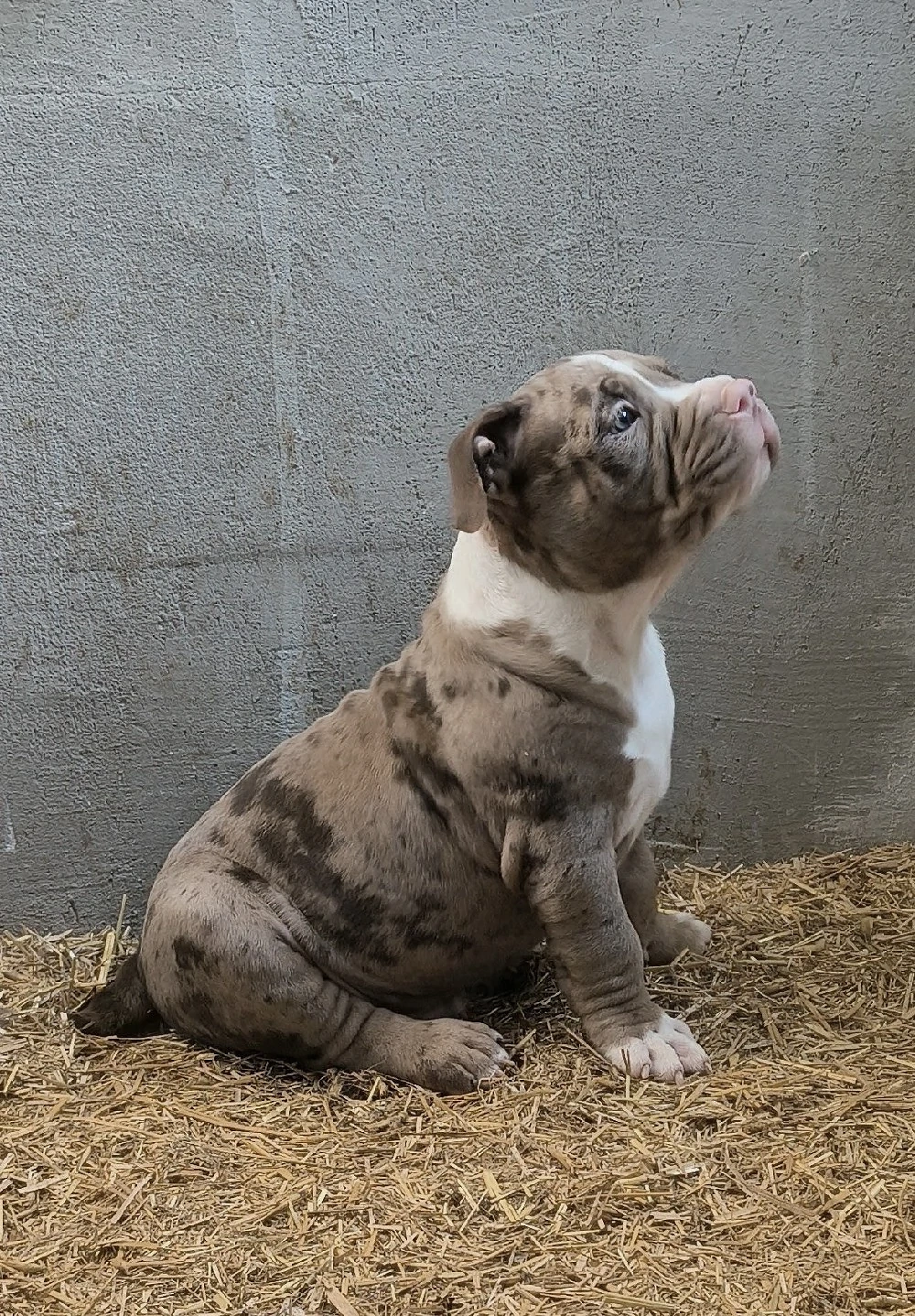 American Bully Pocket 