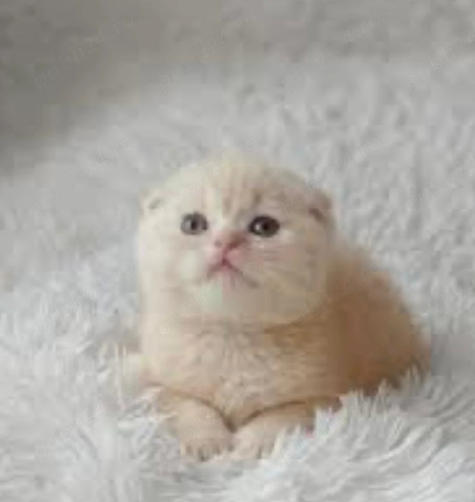 scottish fold crem