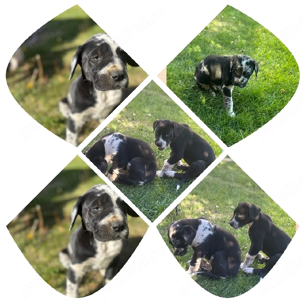 Căței dog german(great dane) 