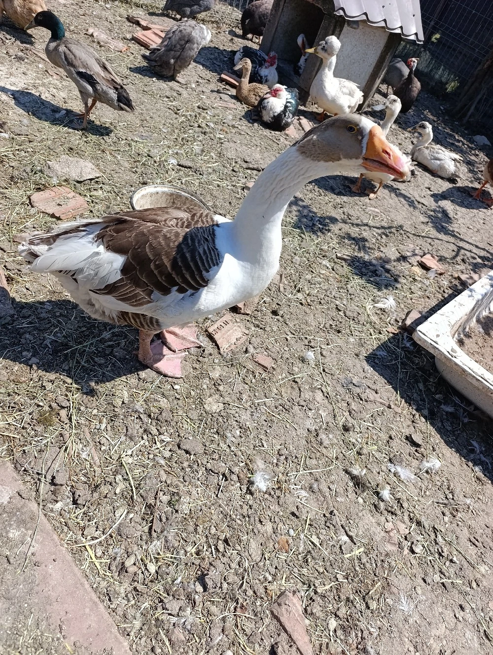 Găște românești