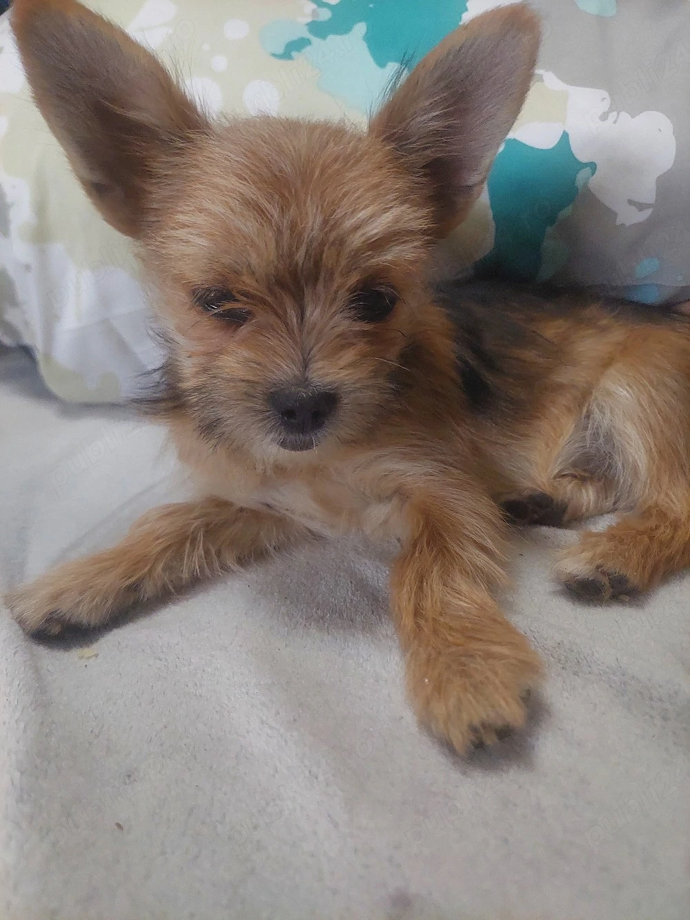 Donez  chihuahua,adoptie