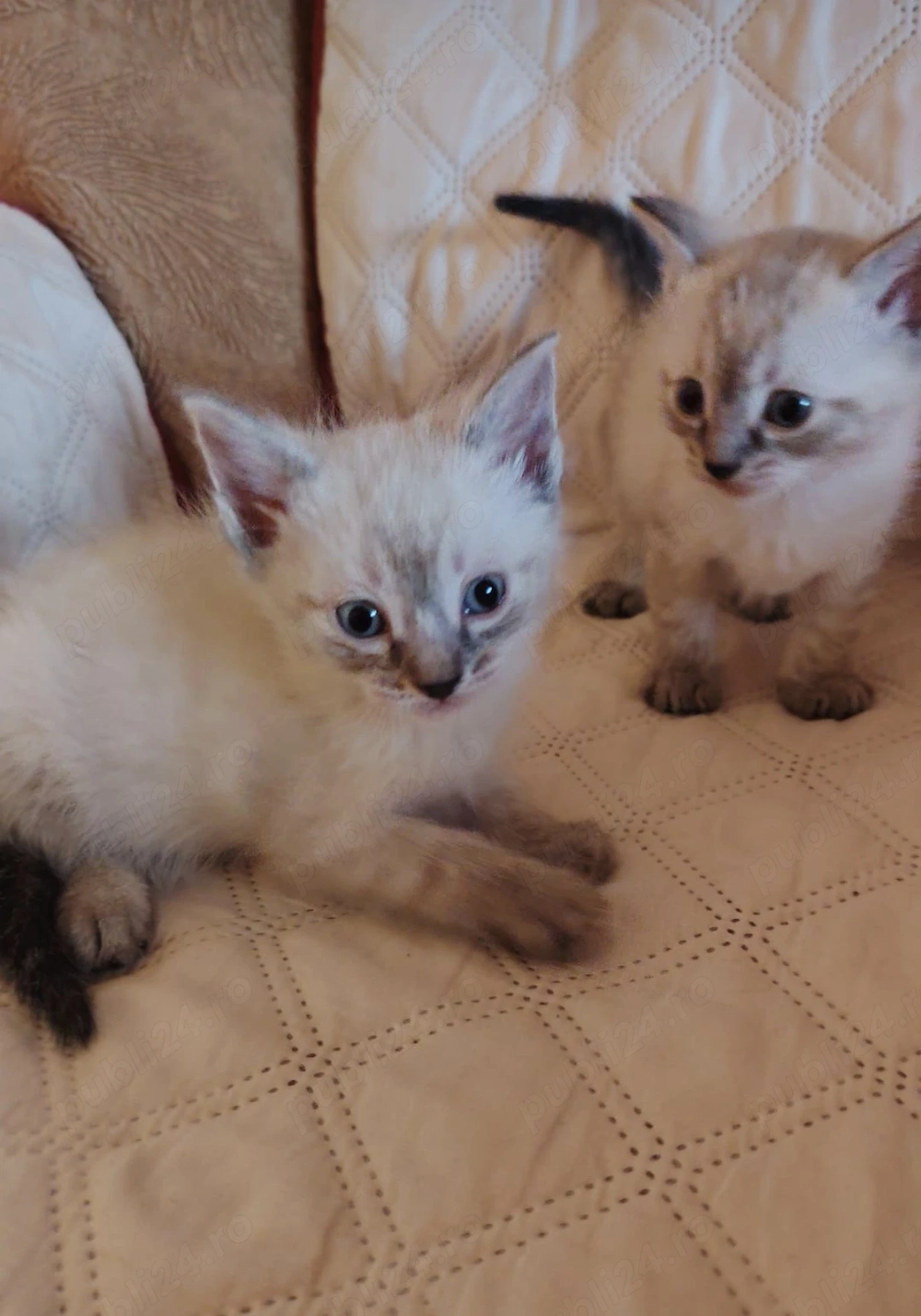 Fetițe și băieței Ragdoll tare lipicioși
