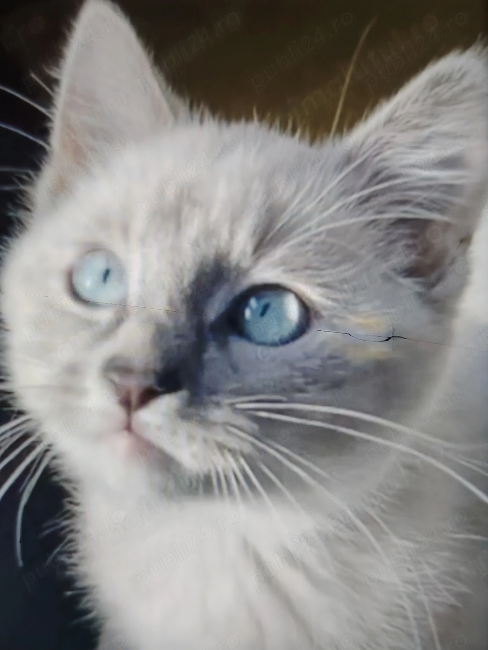 Cadoul perfect fete și băieți Ragdoll 