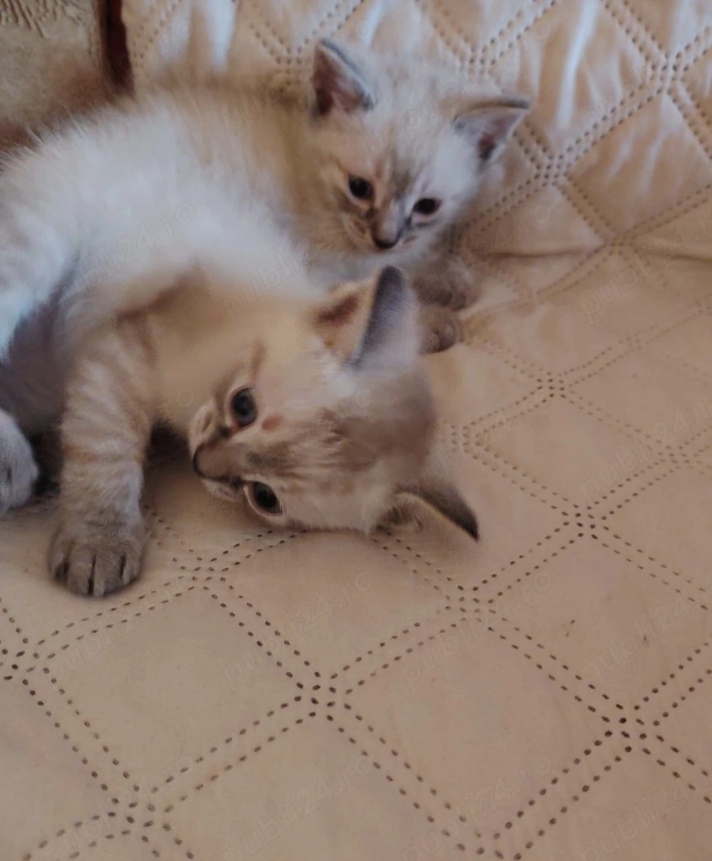 Cadoul ideal fetițe și baieței Ragdoll 