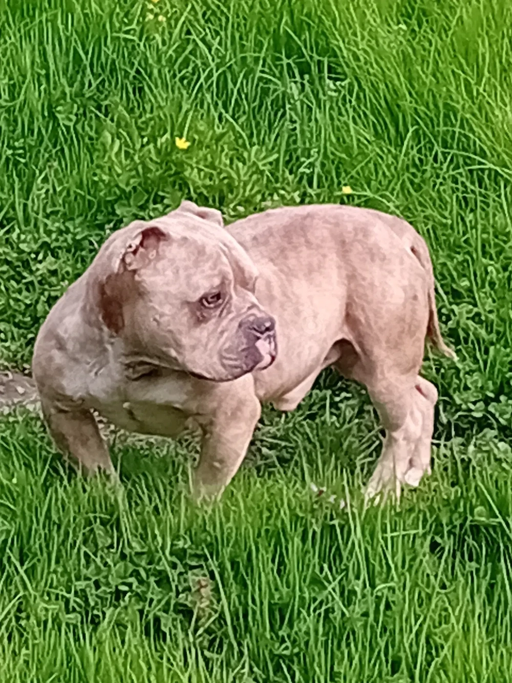 American bully mascul