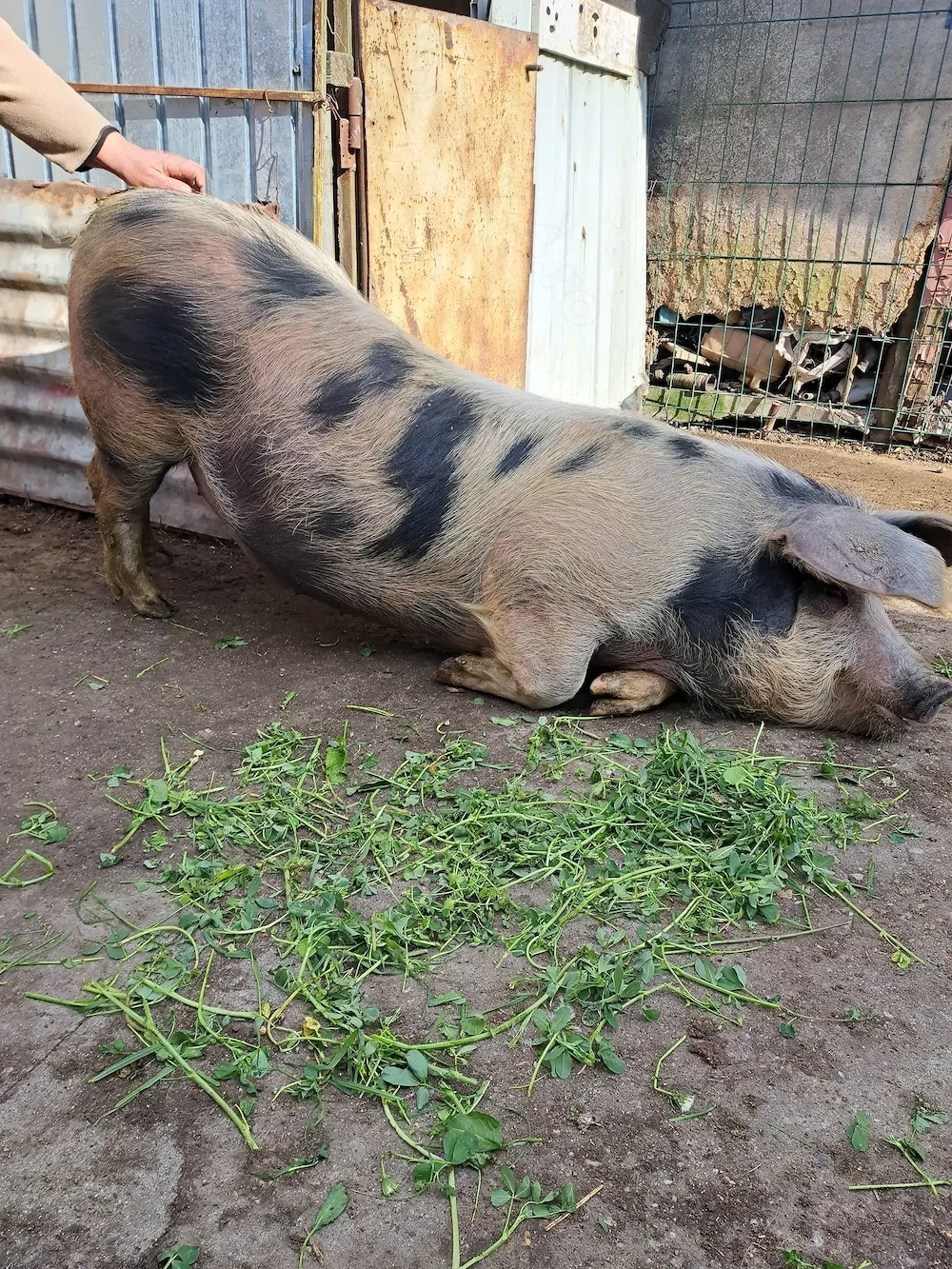Vând porc pentru sacrificat
