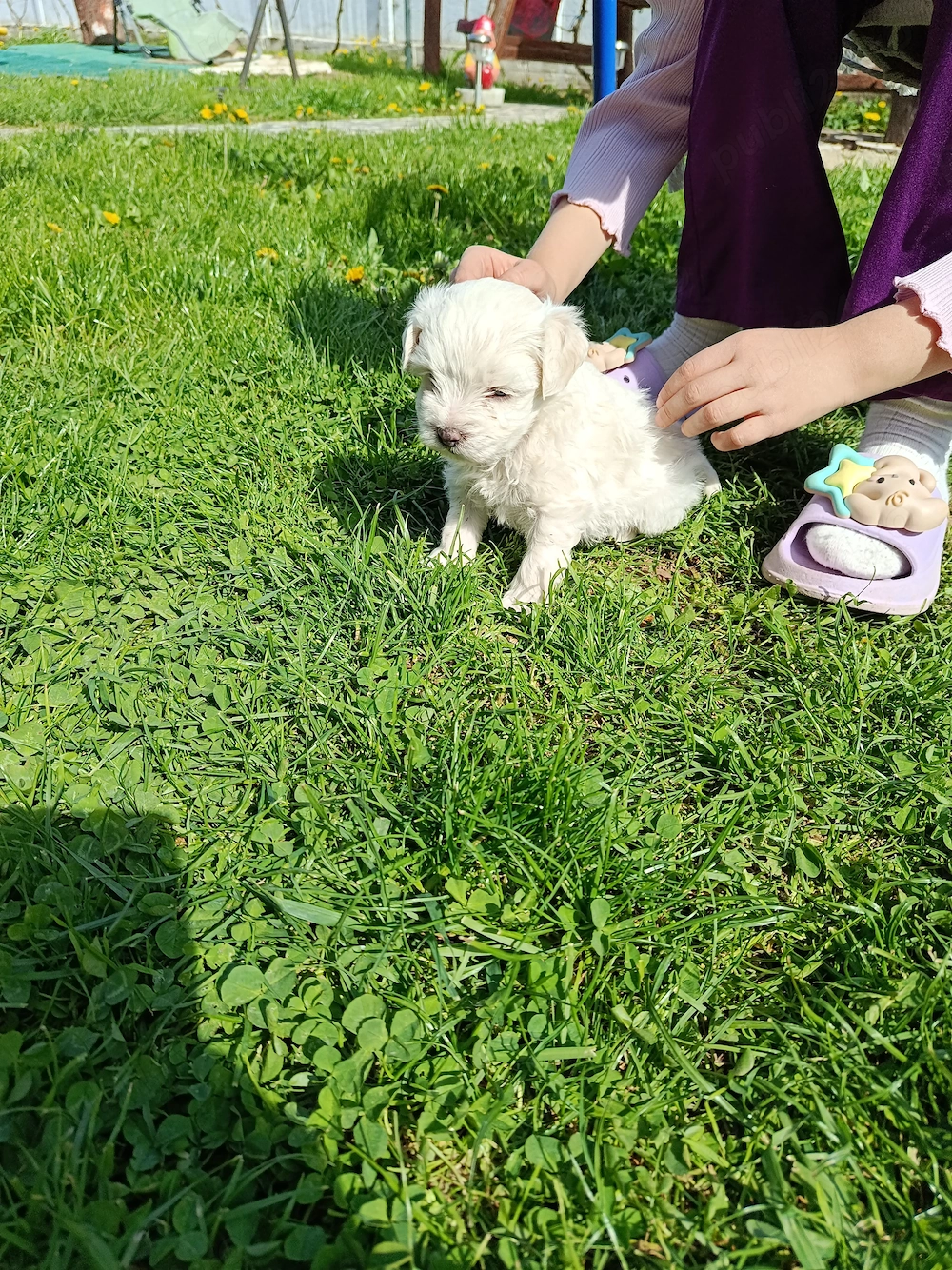Fetiță bichon maltez