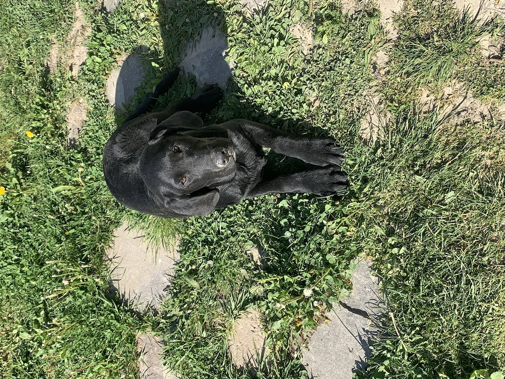 Labrador retiver