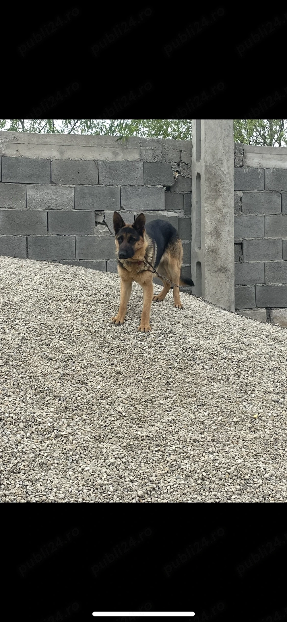 Donez un ciobănesc german din Tg Jiu 
