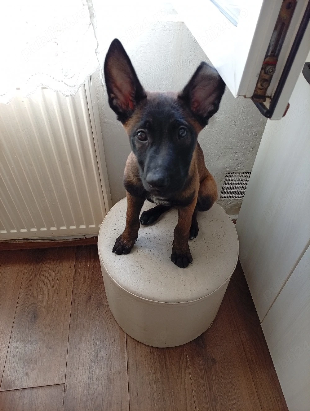 vand ciobanesc belgian malinois 