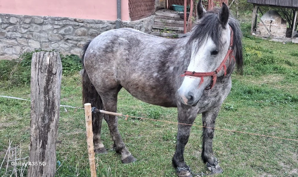 vand manza