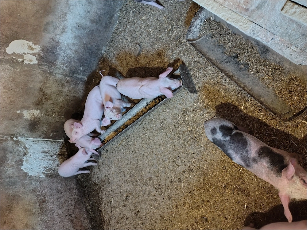 Purcei rasa landras cu petrean