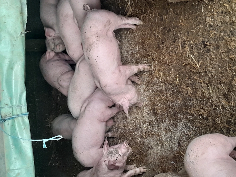 Vand purceii vârstă 7 săptămâni, porci castrați.