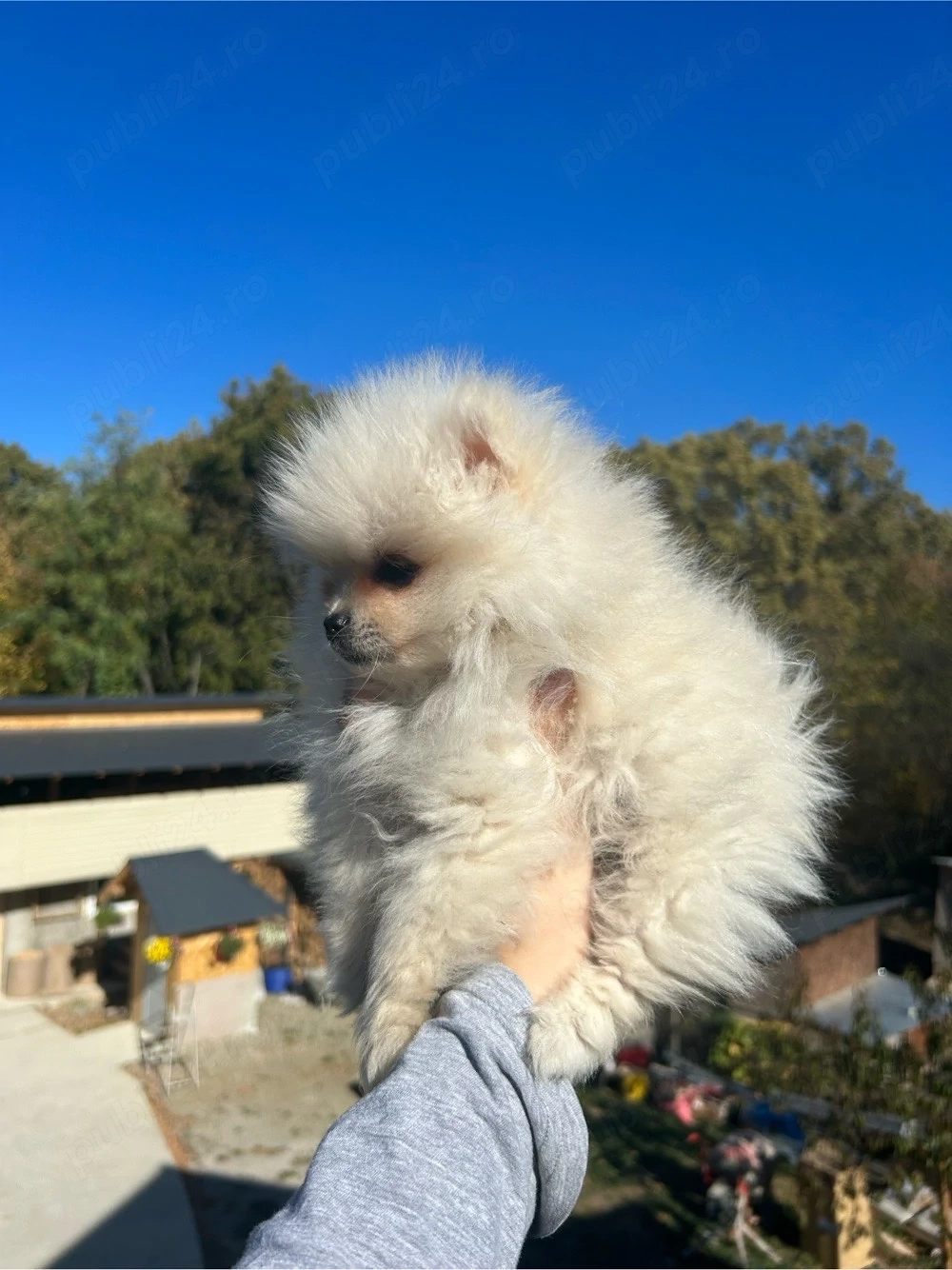 Pomeranian Spitz 