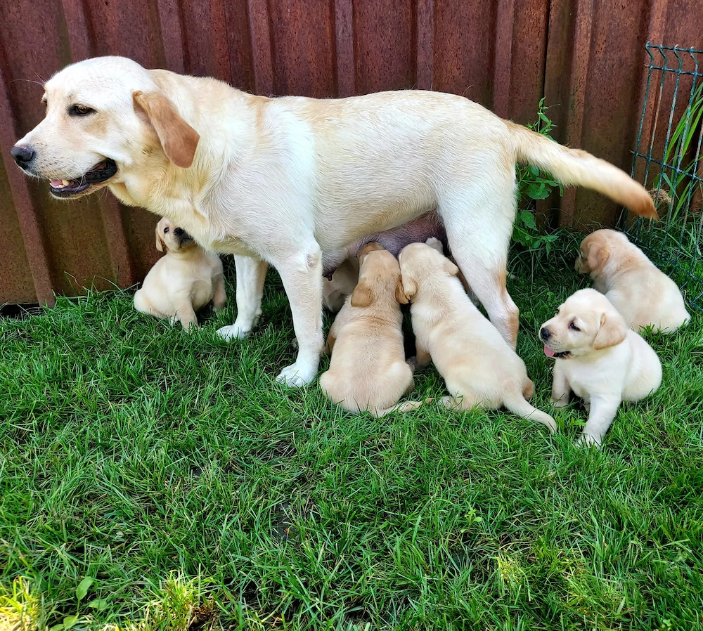 Labrador Retriever Tricolori cu Pedigree