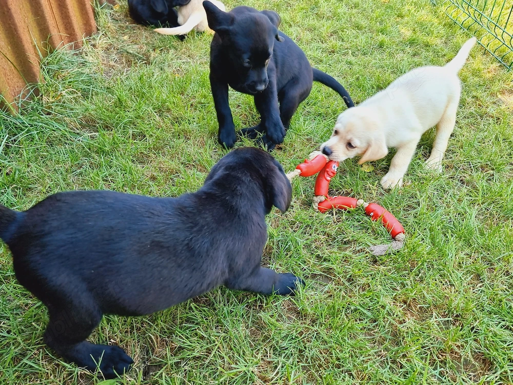 Pui Labradori Retriever Pedigree