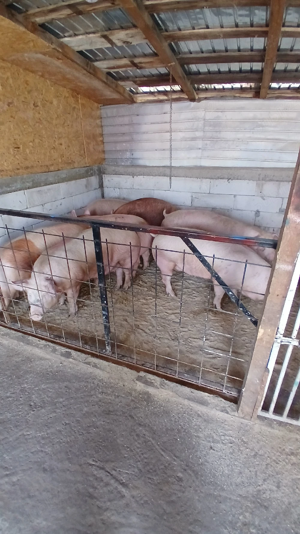 porci sănătoși de vânzare 
