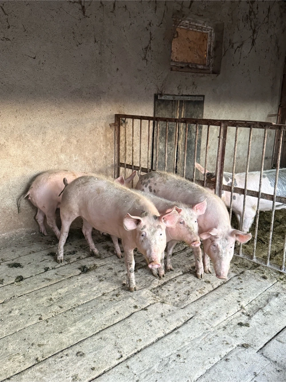 porci 30-60kg