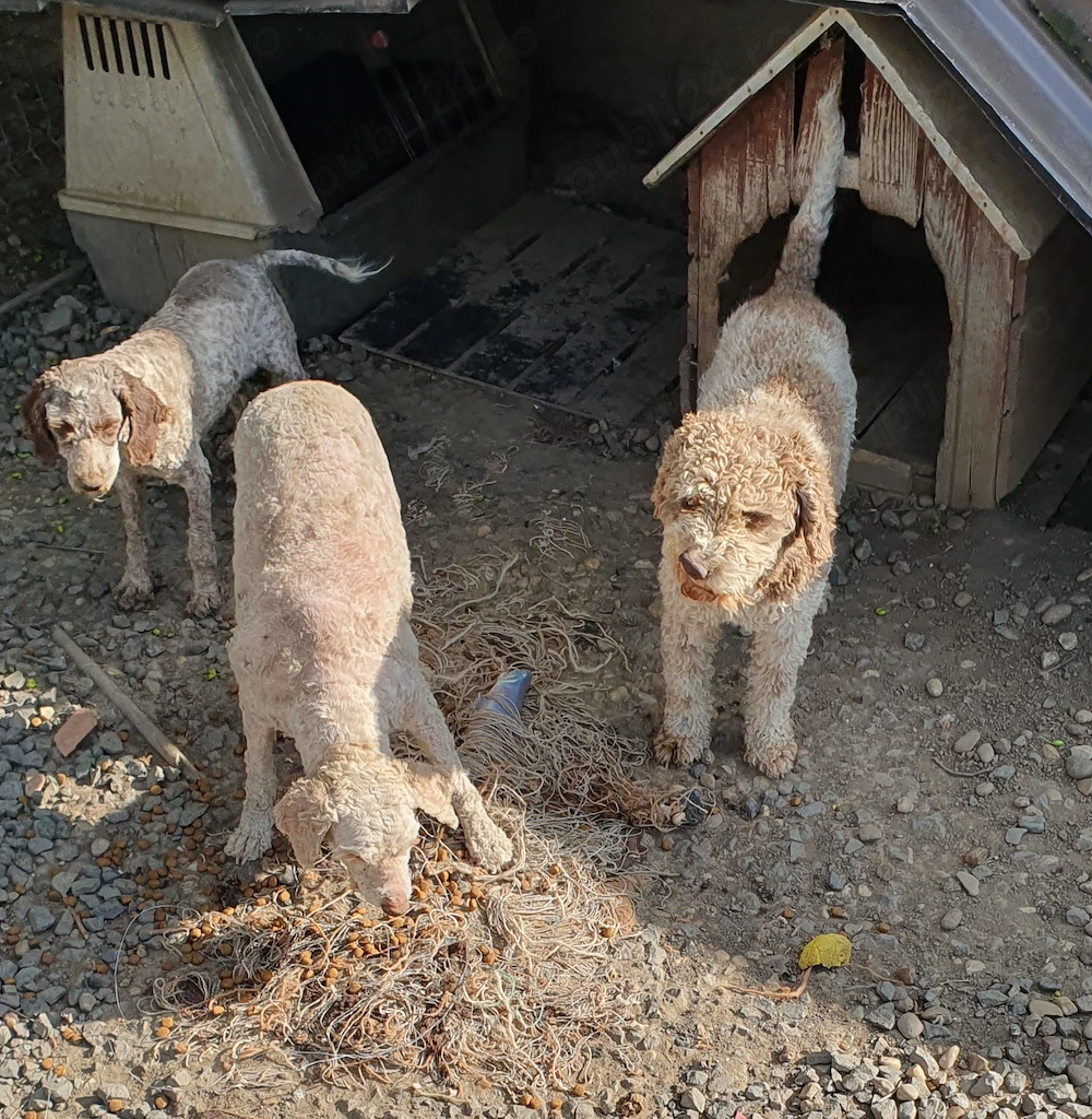  Câine din rasa Lagotto Romagnolo (gratis)