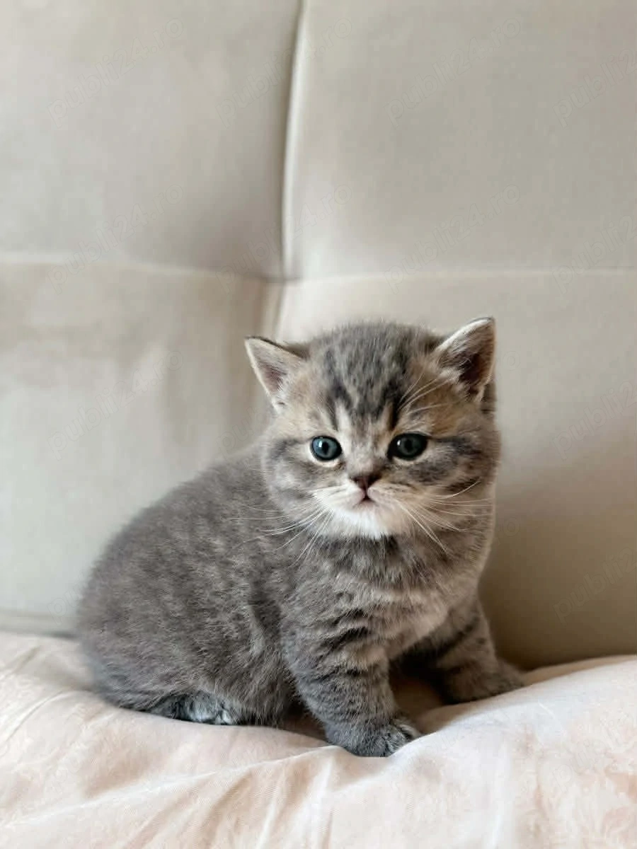 British Silver tabby