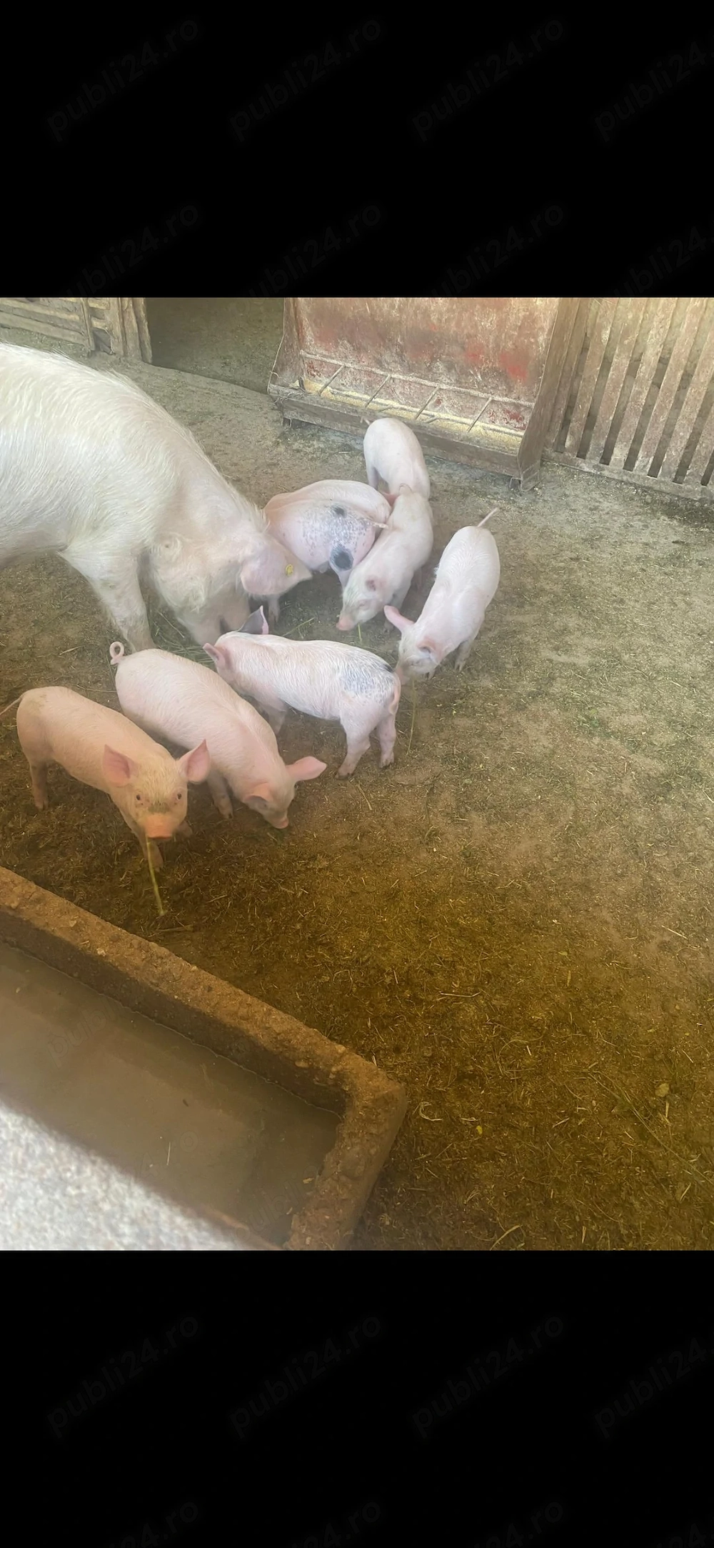 Vând 8 purcei rasa marele alb cu pietrean