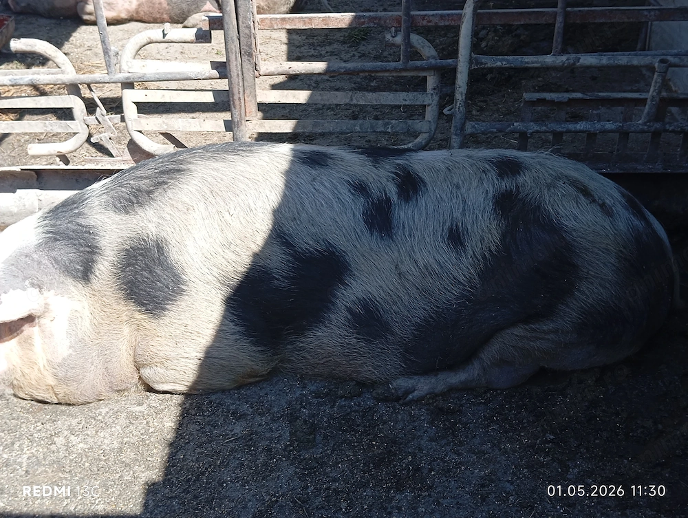 De vînzare porci de toate mârimile mici și mari rasa pietrain și landras