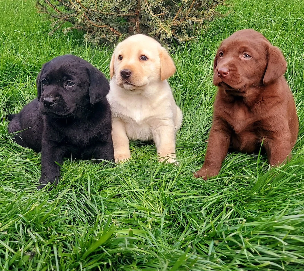 Pui Labradori Retrieveri cu Pedigree