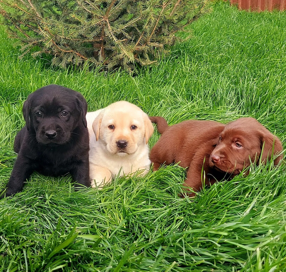 Labradori Retriever Multiple Culori