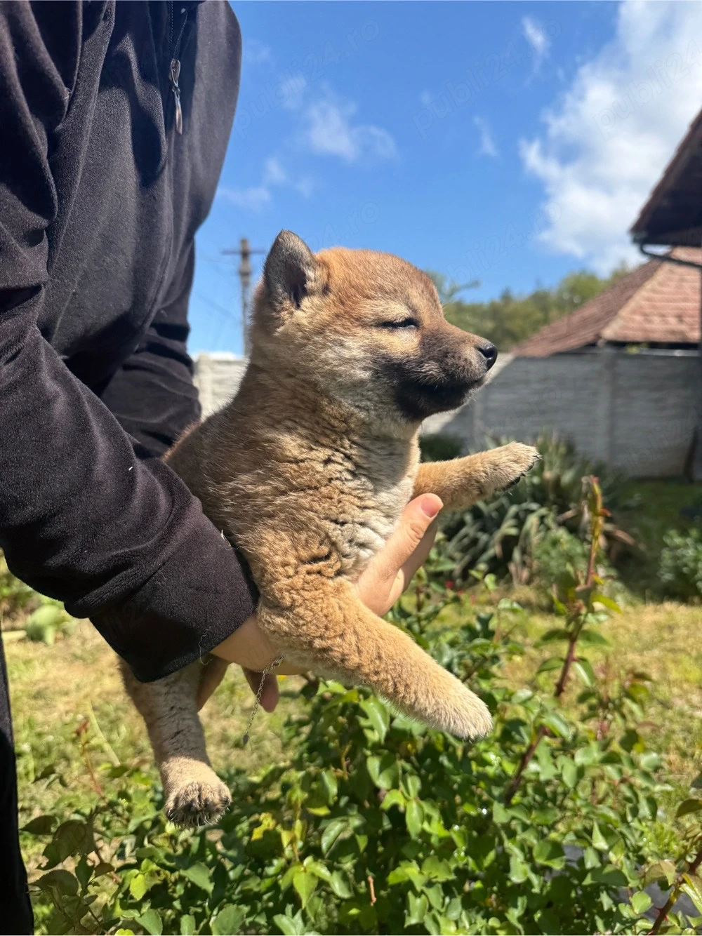 De vânzare pui de Shiba Inu