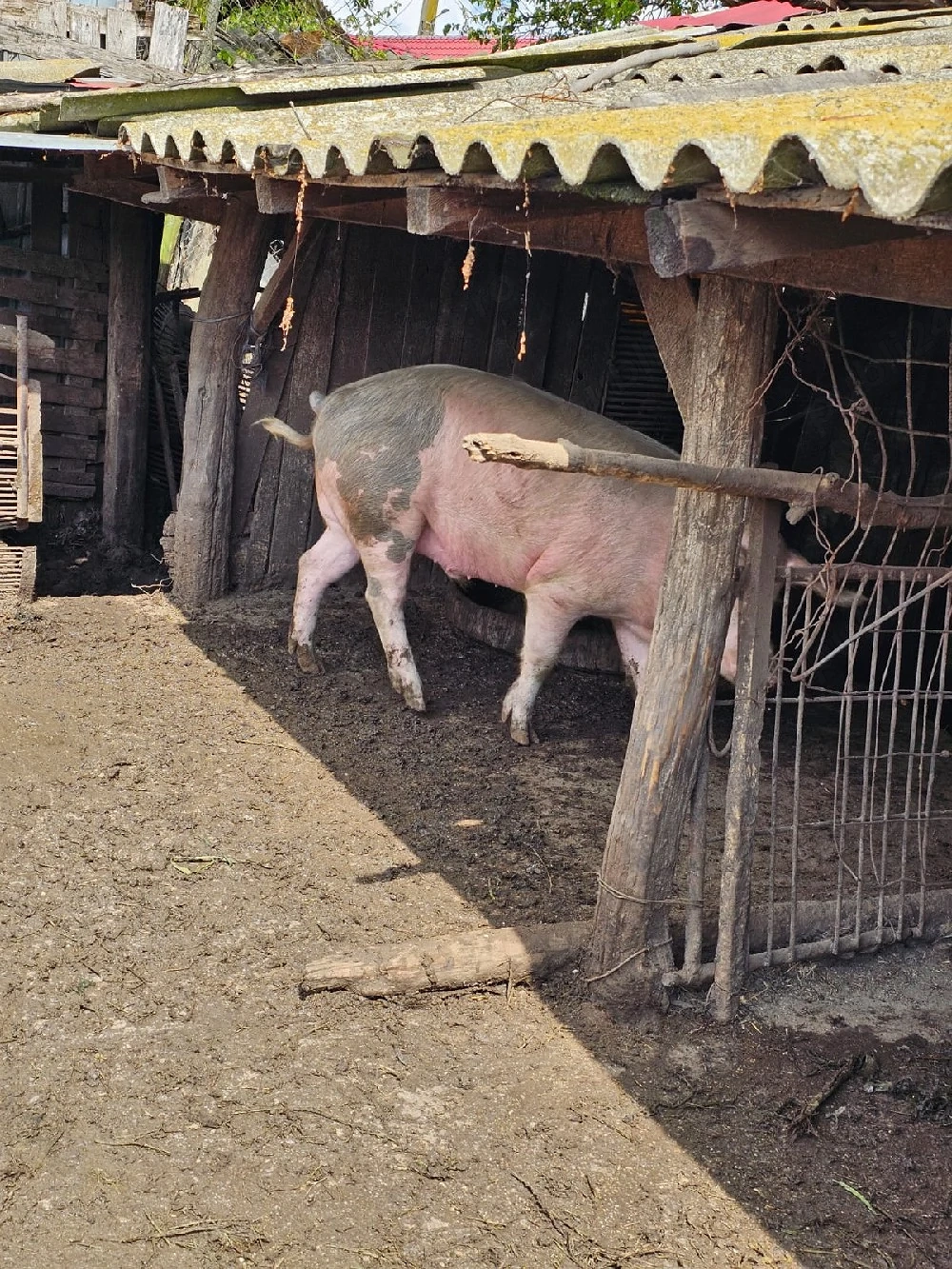 vand porci