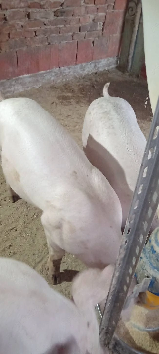 Porci, 48-70 kg.