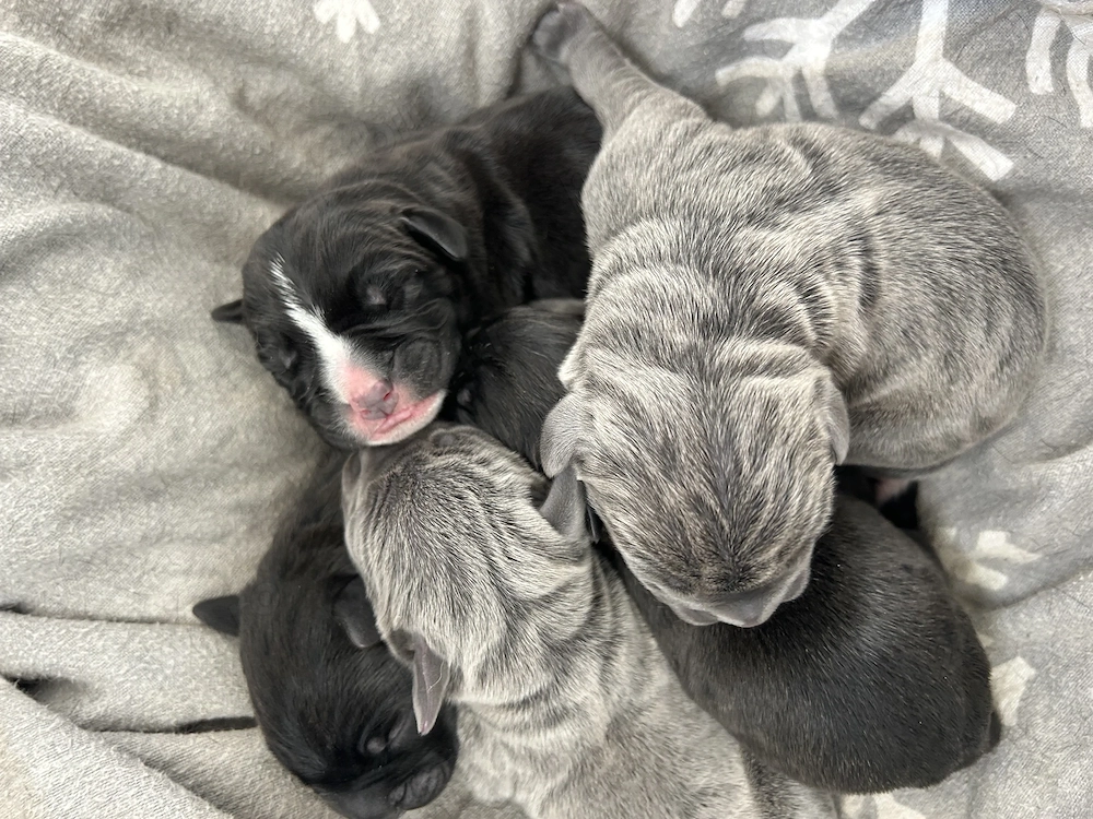 Cane corso de vânzare 