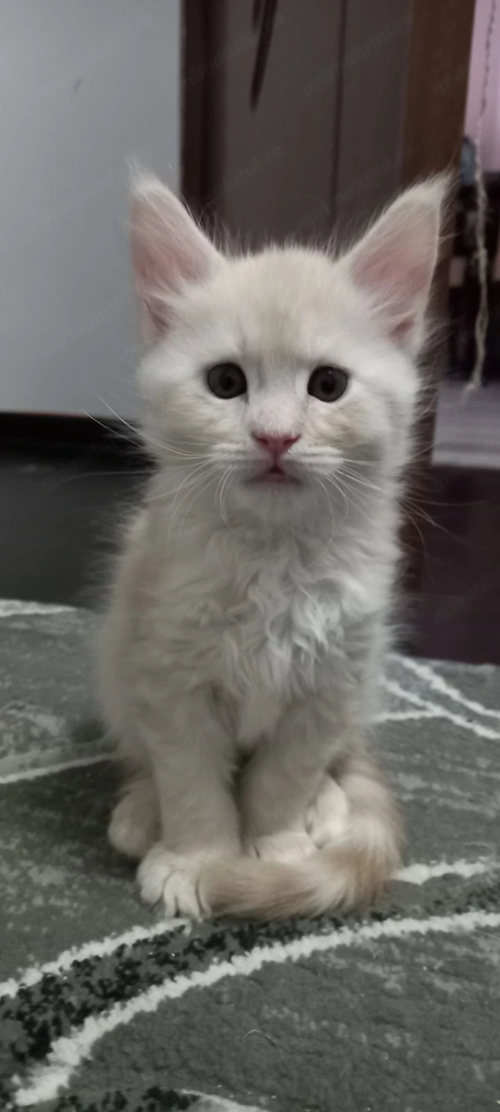 MaineCoon puiuti