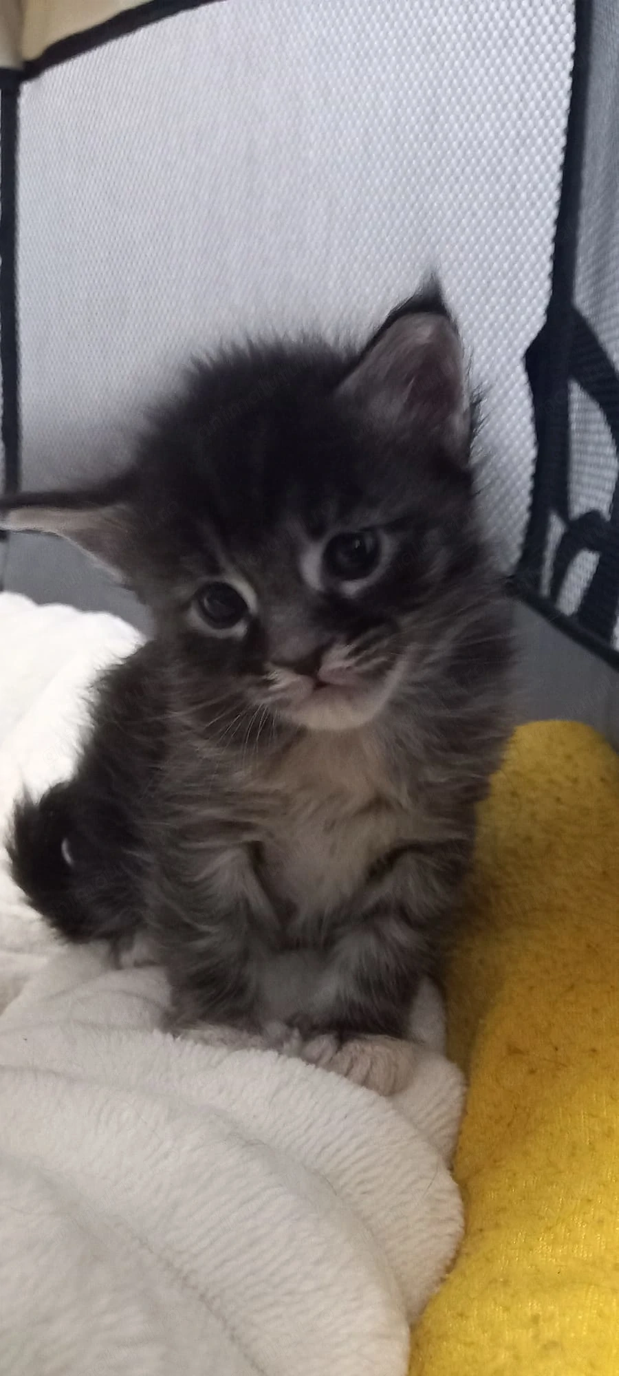 MaineCoon puiuti