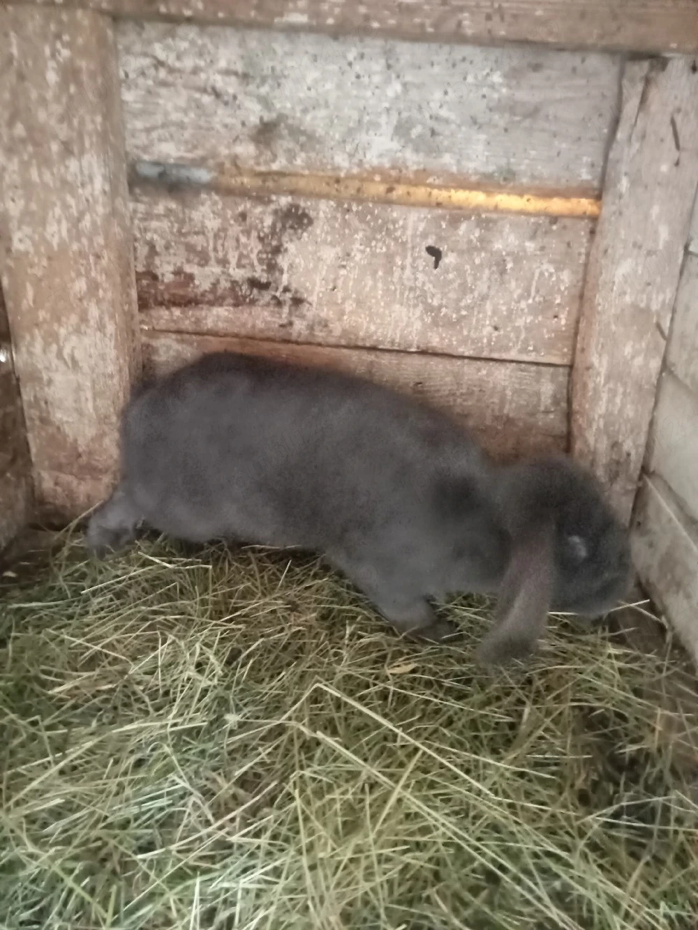 vând trei femele două berbec și una uriaș sau schimb 