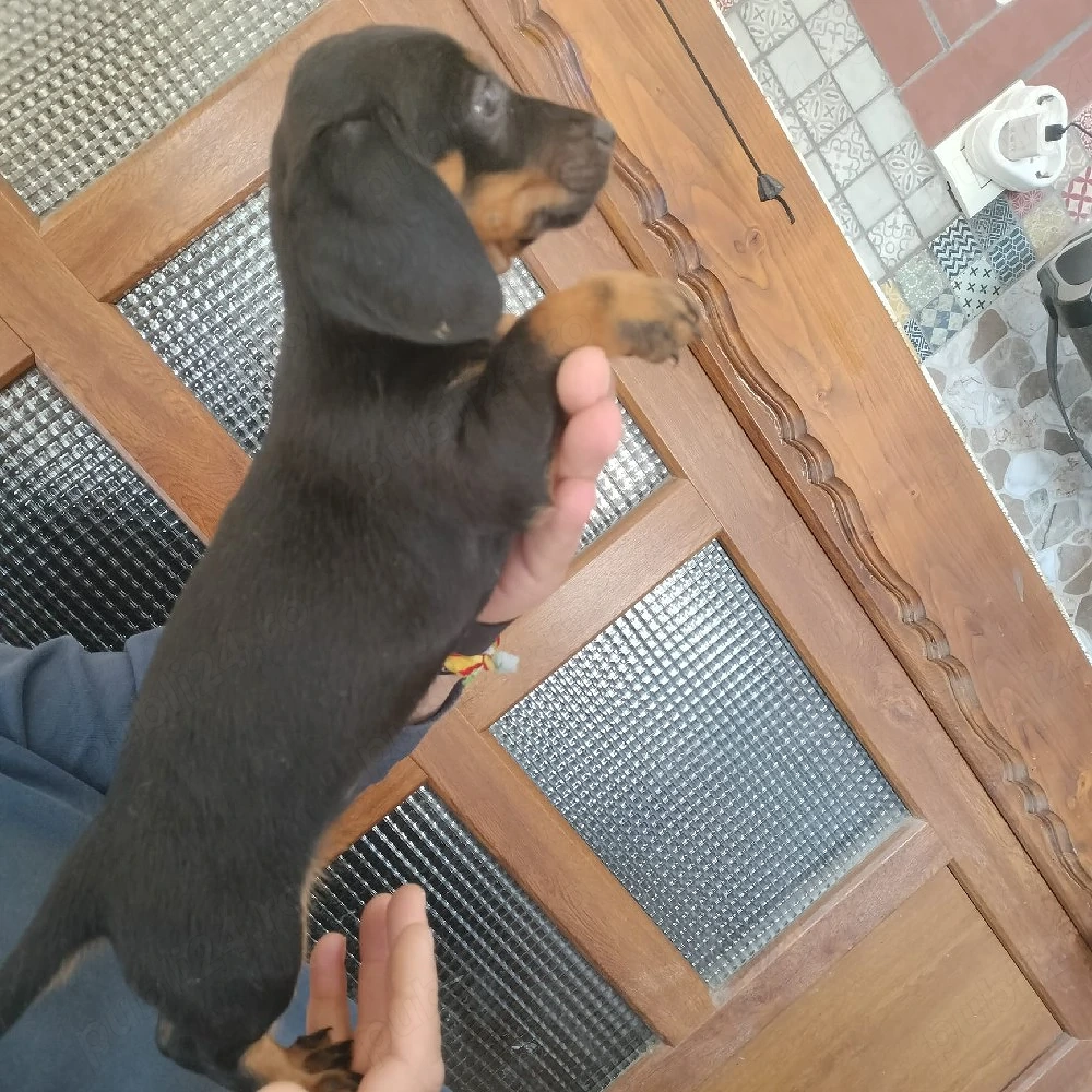 Teckel negru 7 săptămâni , femela 