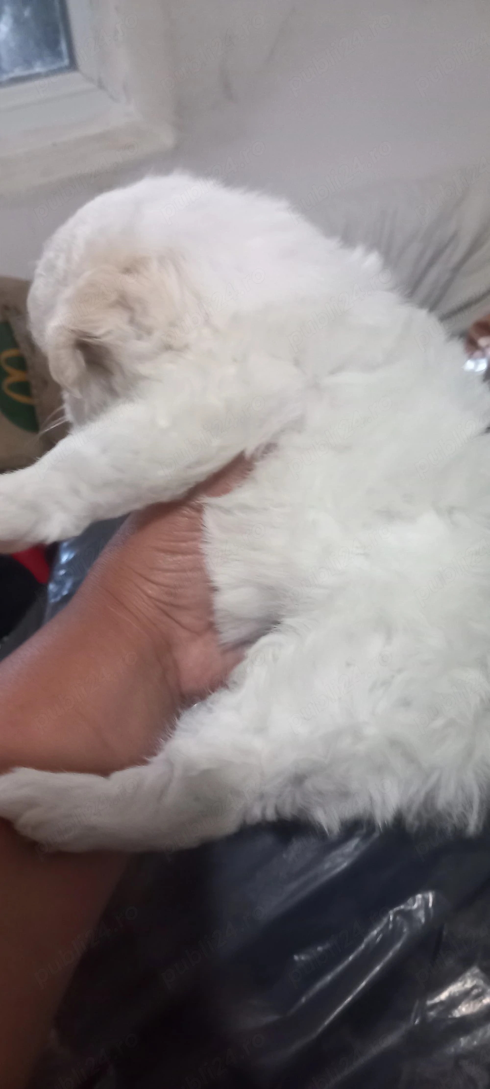bichon maltese