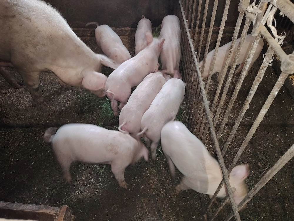 Vând purcei de 7 săptâmâni