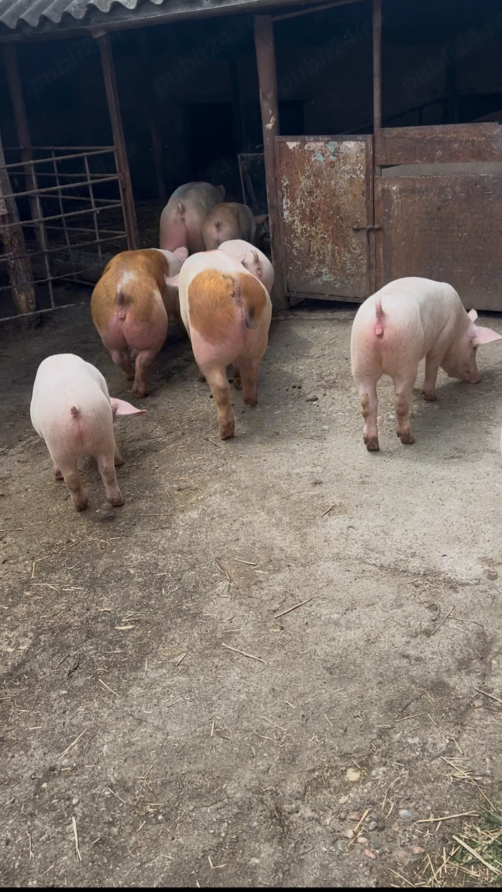 Purcei și porci mari de vânzare 40 -80 kg 