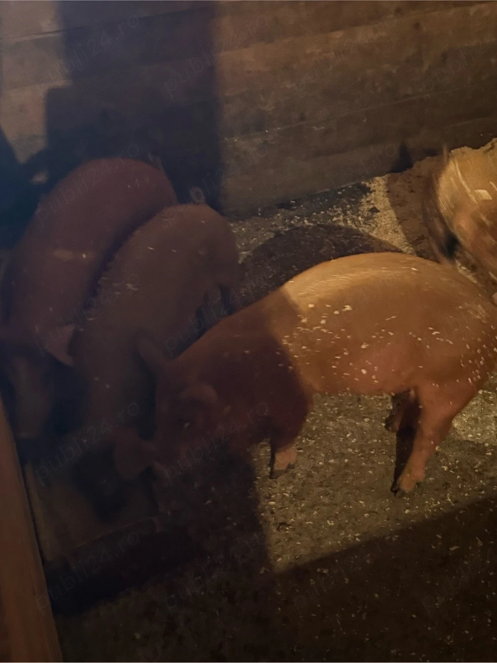 porci intre 30 si  60kg la 8km langa orastie