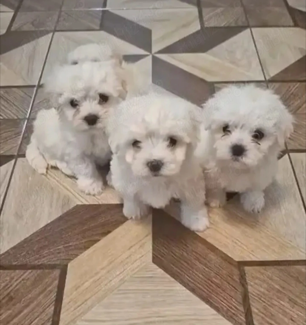 Vând bichon maltez de rasa