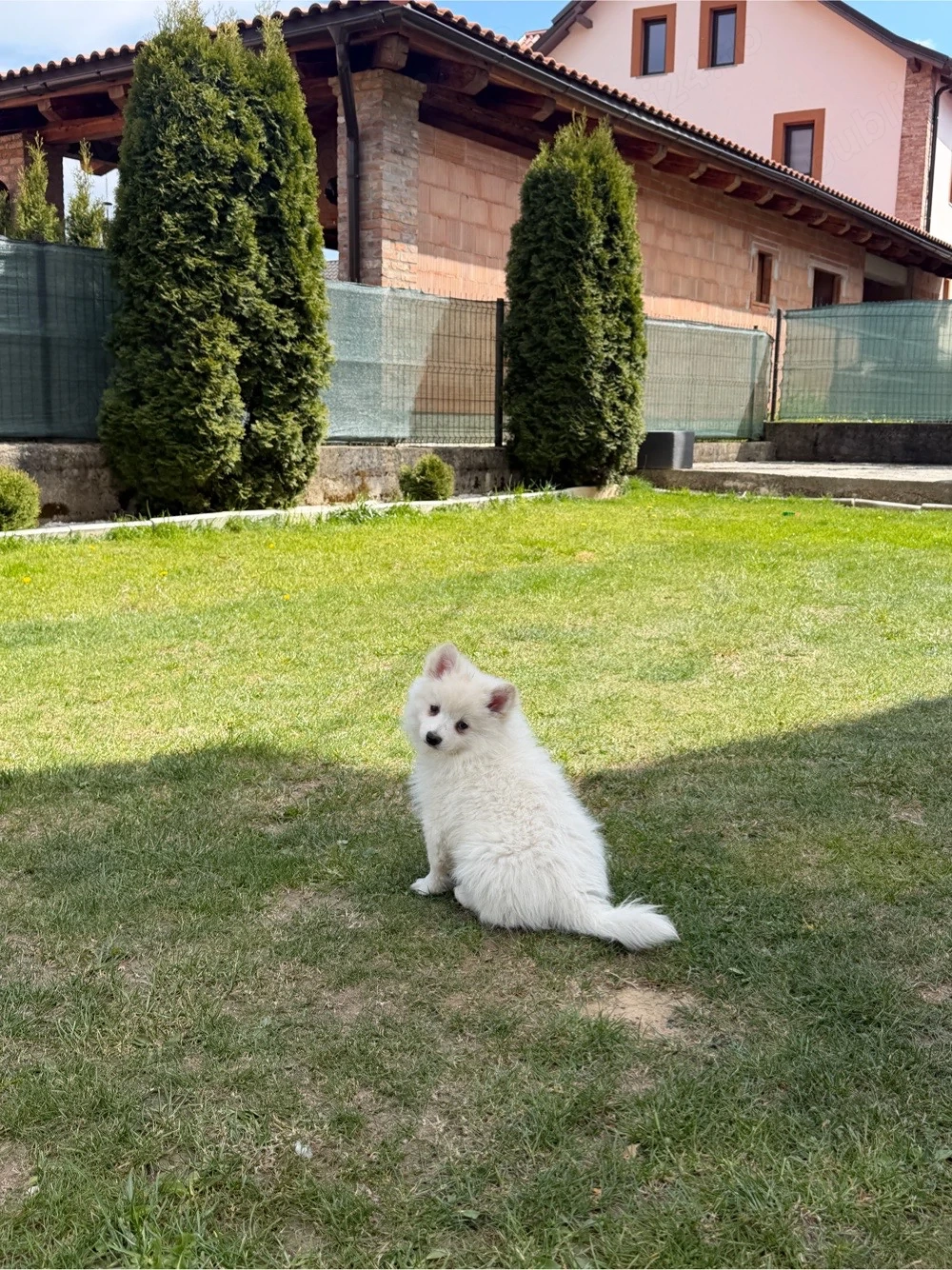 Pomeranian Spitz