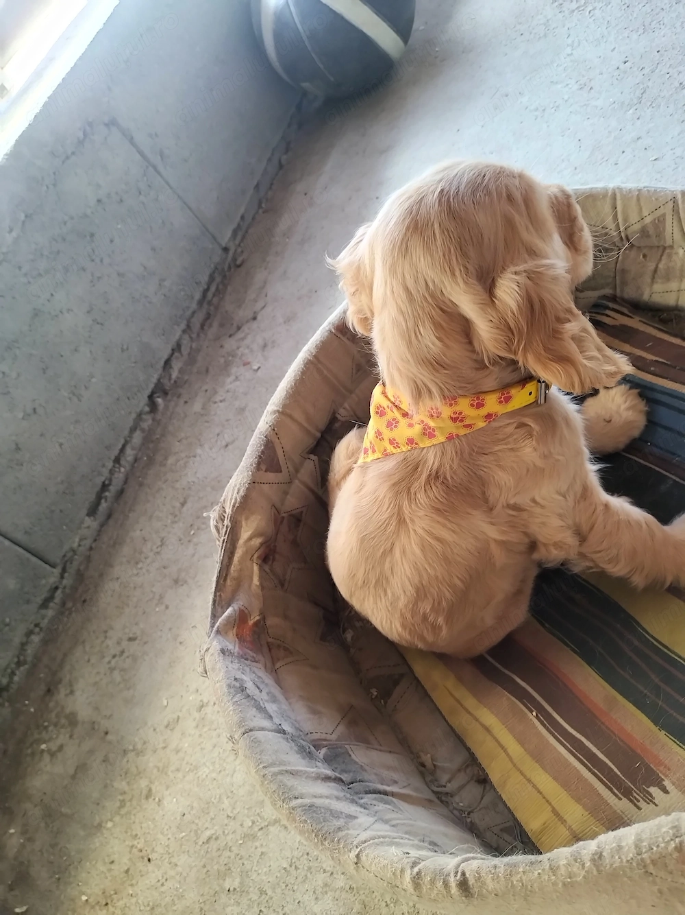 Vând cocker spaniel fetita