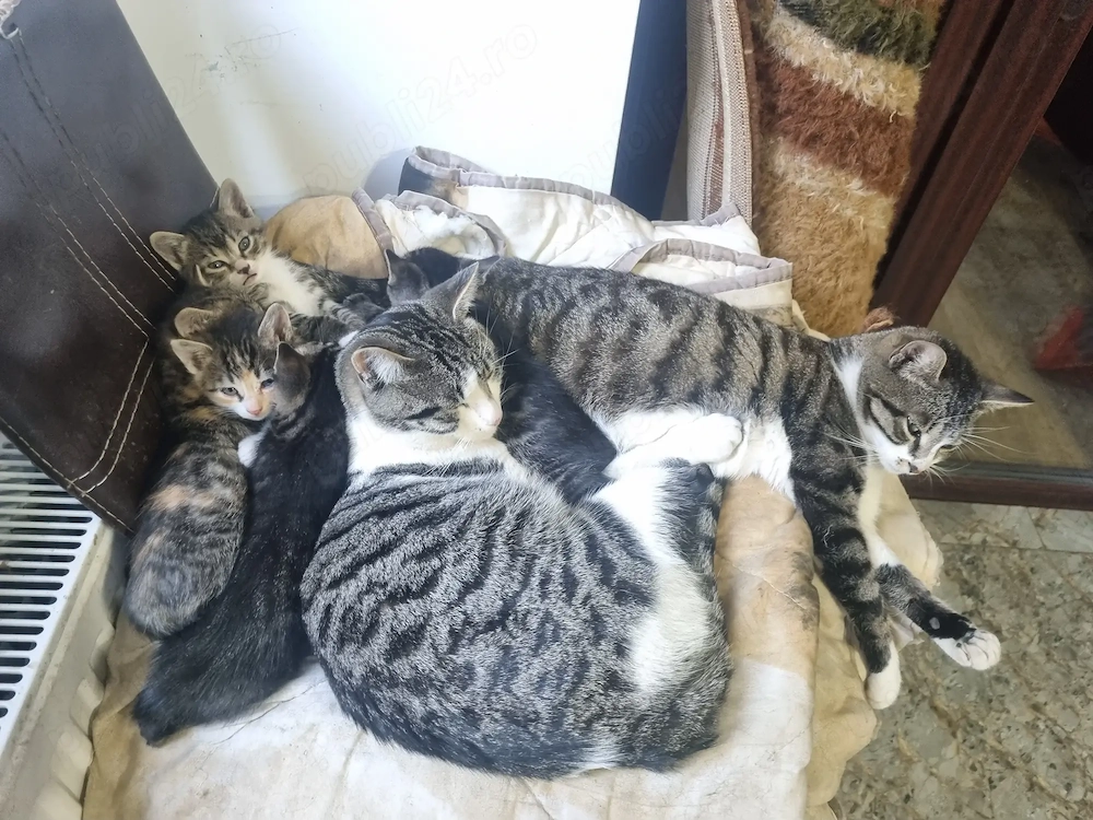 Donez pisoi 2 de o luna si unul de 9 luni