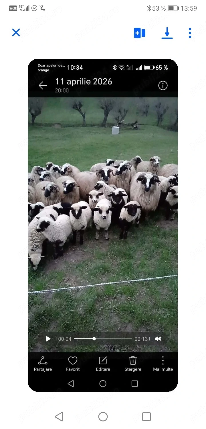 Vând 10 oi și 10 miei 