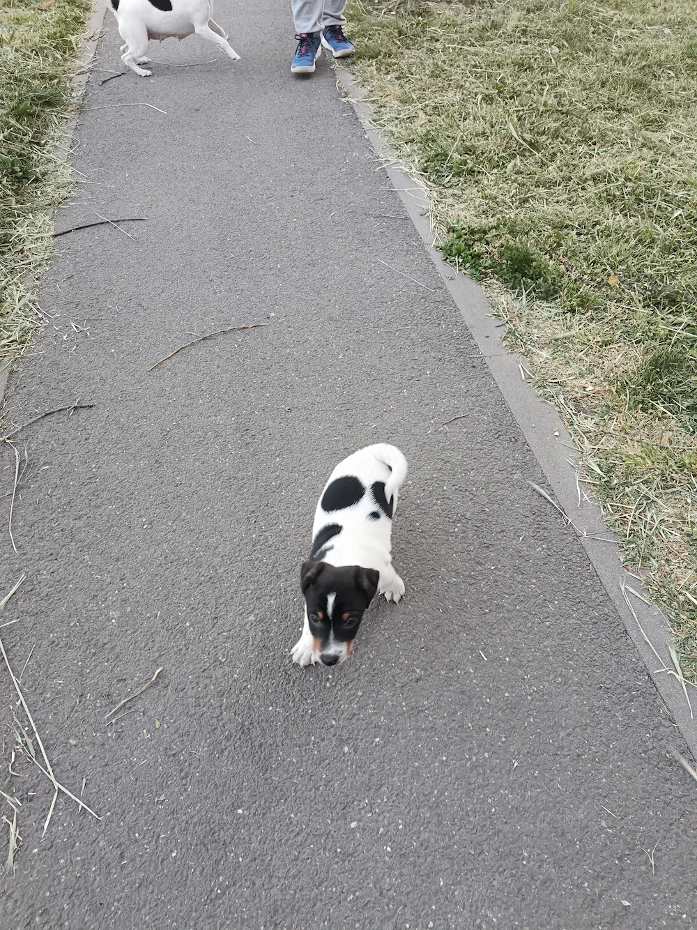 Jack Russel Terrier 